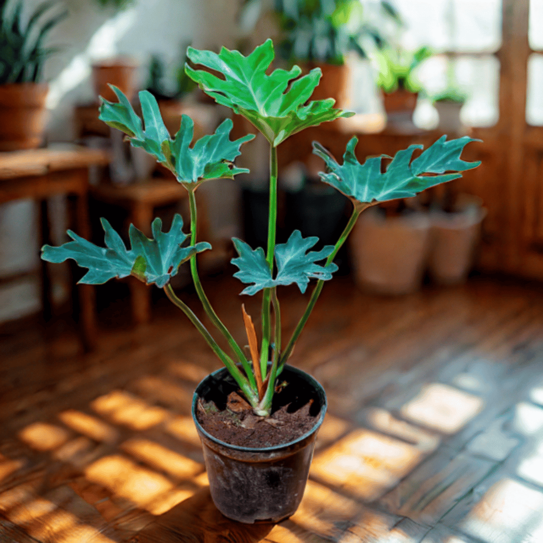 Xanadu Green in 5 Inch Nursery Pot