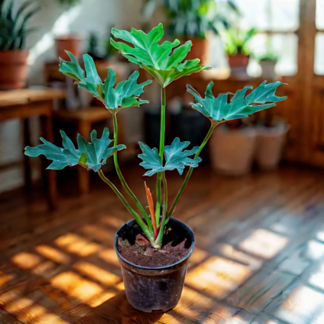 Xanadu Green in 5 Inch Nursery Pot