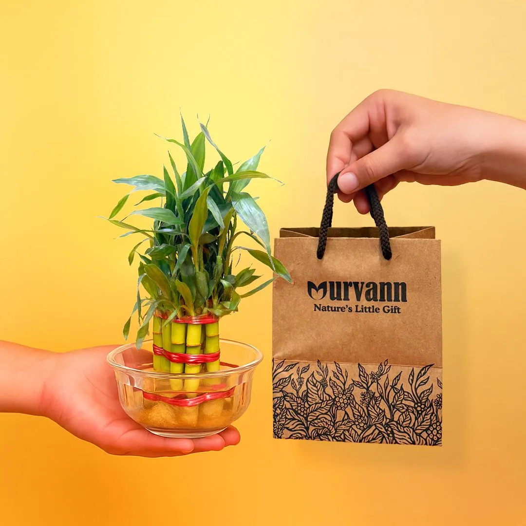 Ready to Gift -  Lucky Bamboo in 4 Inch Classy White Cup Ceramic Pot with Gift Bag