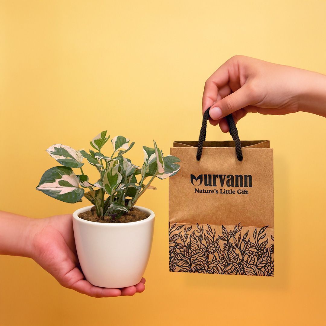 Ready to Gift -  Money Plant N'Joy in 4 Inch Classy White Cup Ceramic Pot with Gift Bag