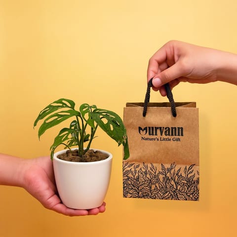 Ready to Gift -  Monstera Broken Heart in 4 Inch Classy White Cup Ceramic Pot with Gift Bag