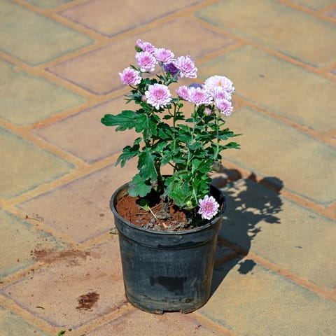 Chrysanthemum / Shevanti / Guldawari Purple in 4 Inch Nursery Pot