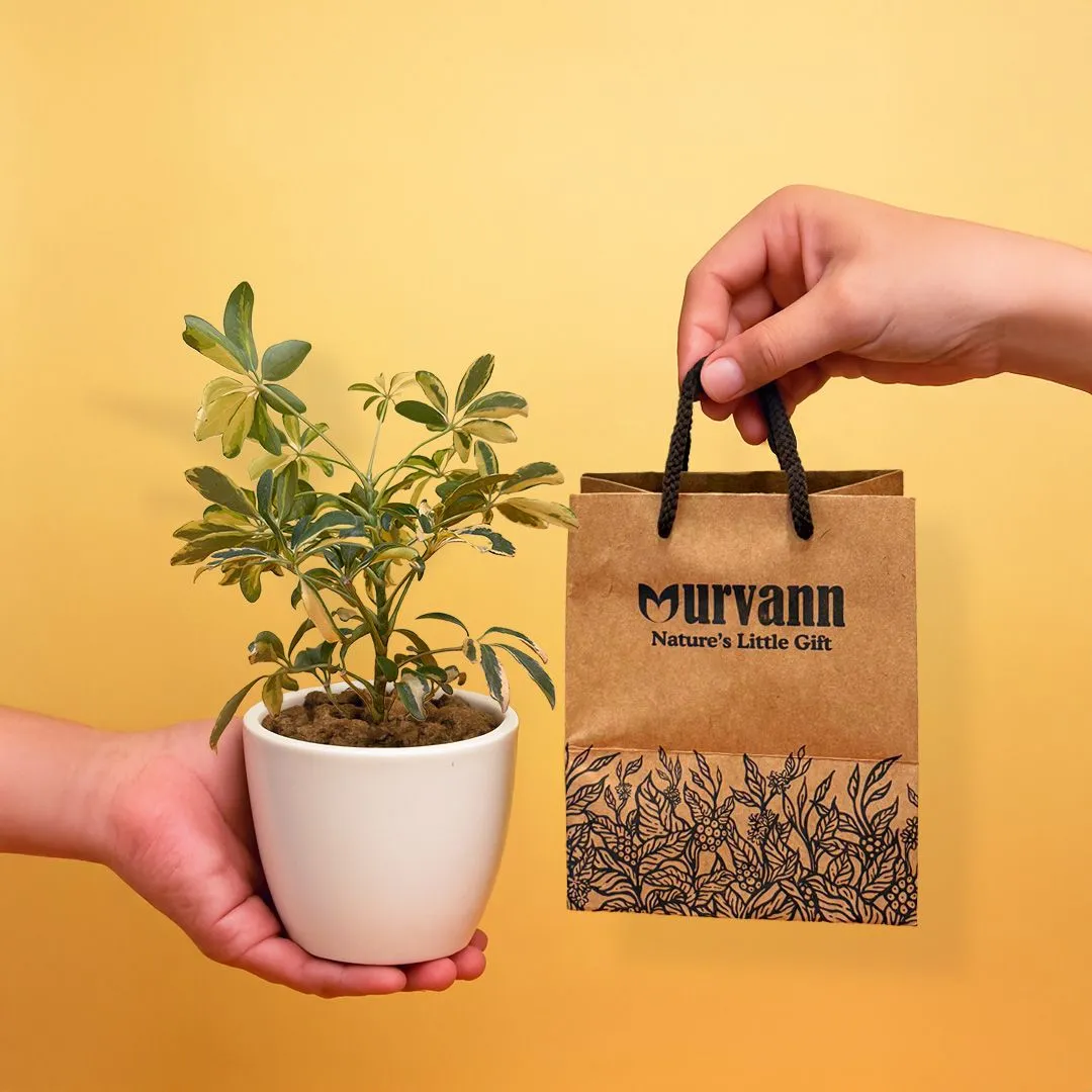 Ready to Gift - Schefflera in 4 Inch Classy White Cup Ceramic Pot with Gift Bag