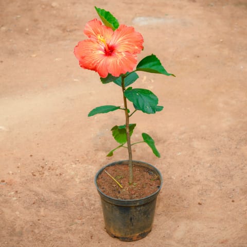 Hibiscus / Gudhal Red in 6 Inch Nursery Pot