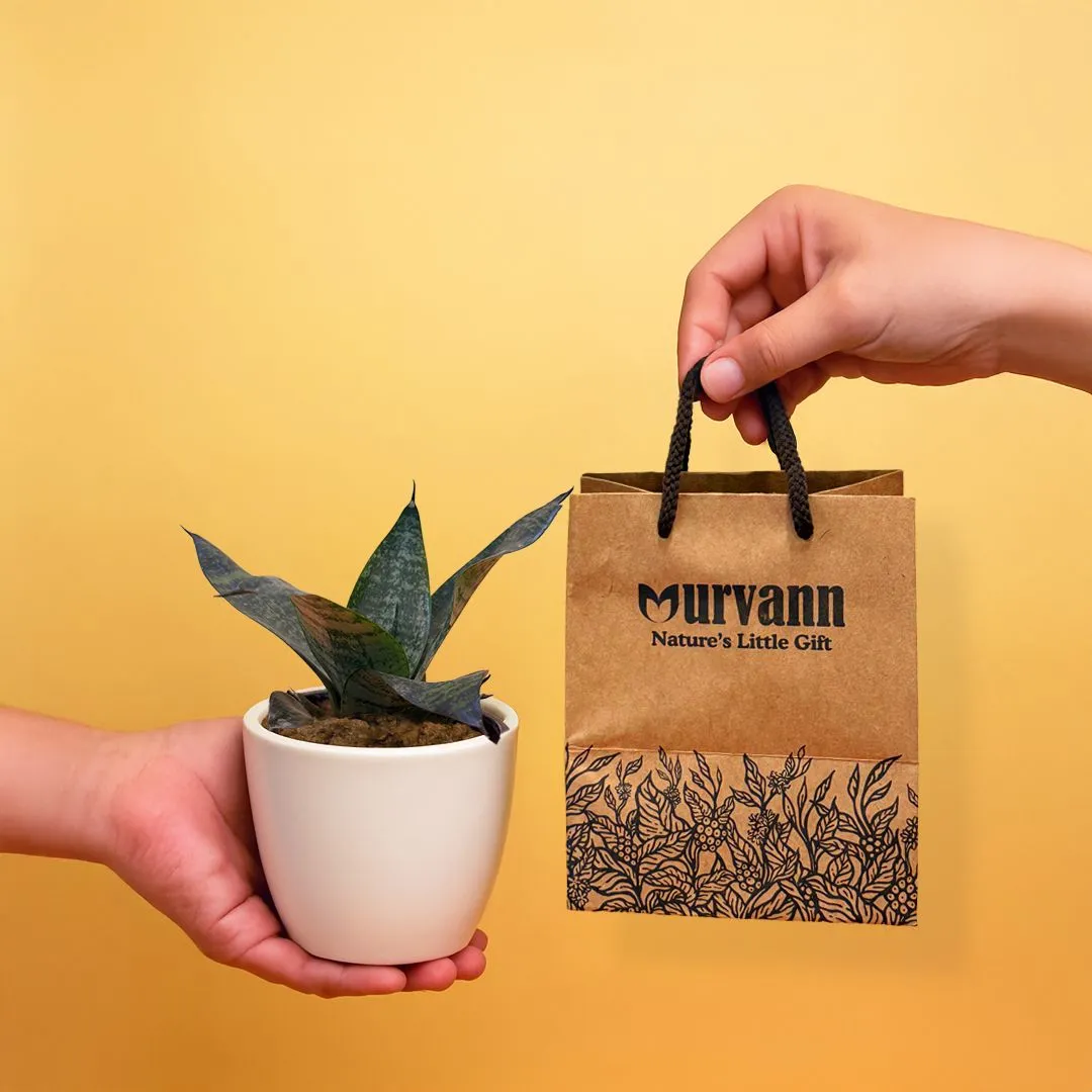 Ready to Gift - Snake in 4 Inch Classy White Cup Ceramic Pot with Gift Bag