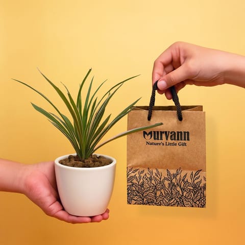 Ready to Gift -  Spider in 4 Inch Classy White Cup Ceramic Pot with Gift Bag