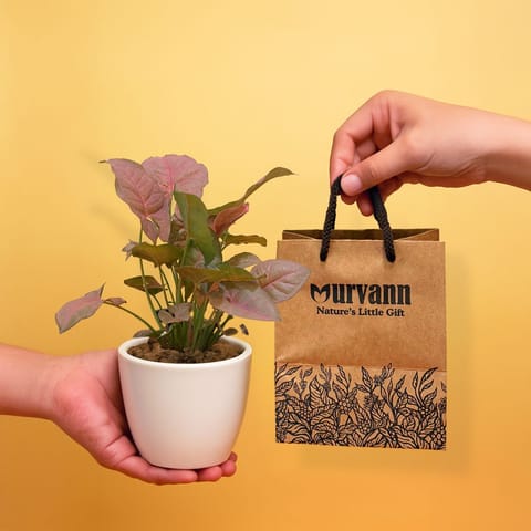 Ready to Gift -  Syngonium Pink in 4 Inch Classy White Cup Ceramic Pot with Gift Bag