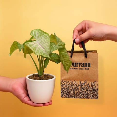 Ready to Gift -  Syngonium Yellow in 4 Inch Classy White Cup Ceramic Pot with Gift Bag