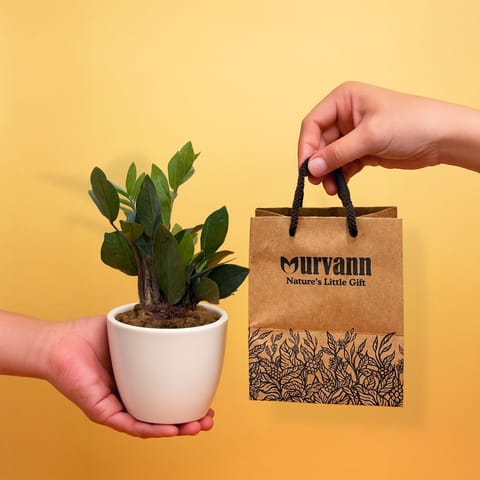 Ready to Gift -  ZZ Green in 4 Inch Classy White Cup Ceramic Pot with Gift Bag