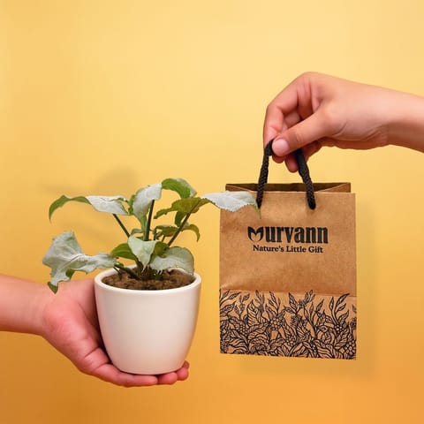 Ready to Gift -  Syngonium White in in 4 Inch Classy White Cup Ceramic Pot with Gift Bag