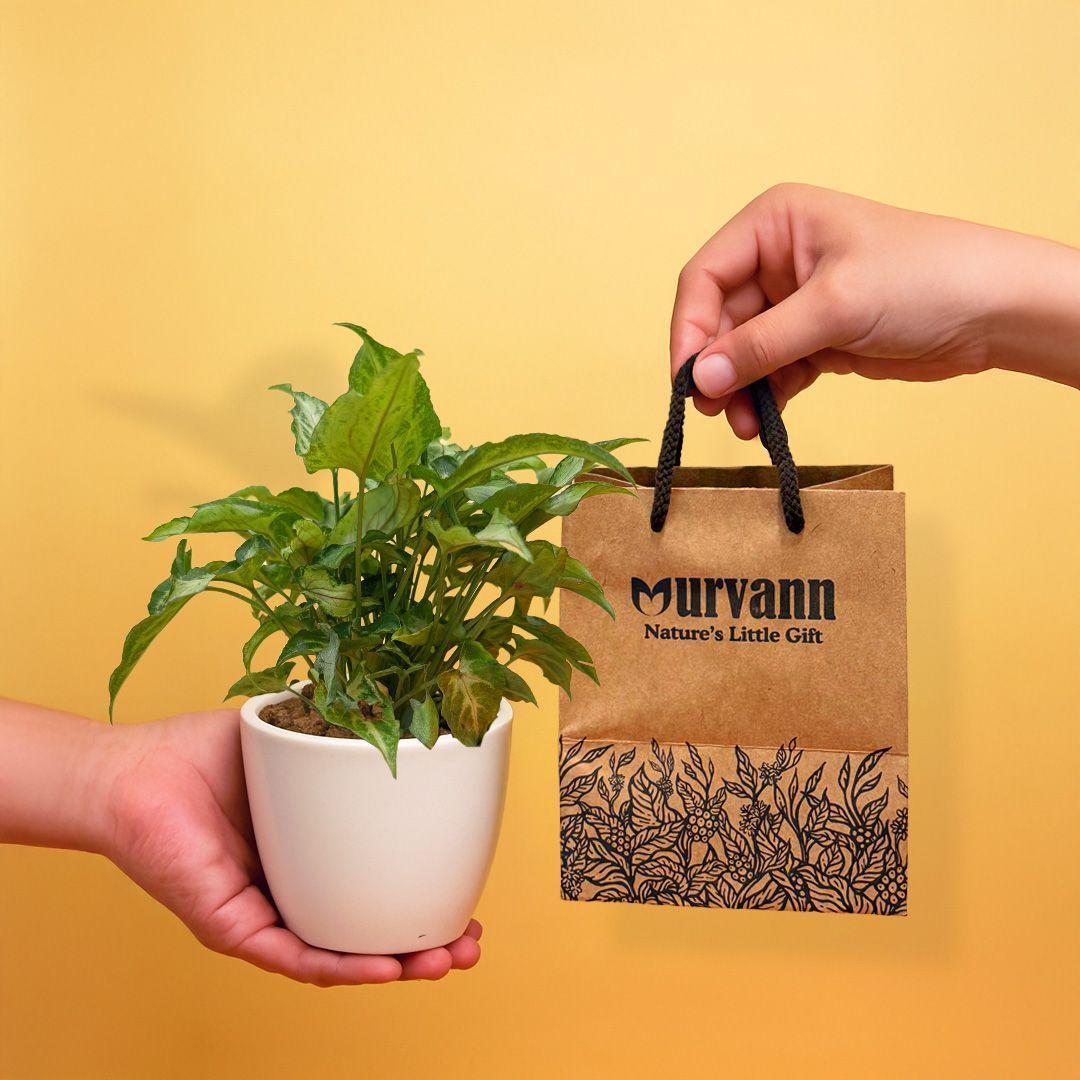 Ready to Gift -  Syngonium Pixie Green in 4 Inch Classy White Cup Ceramic Pot with Gift Bag