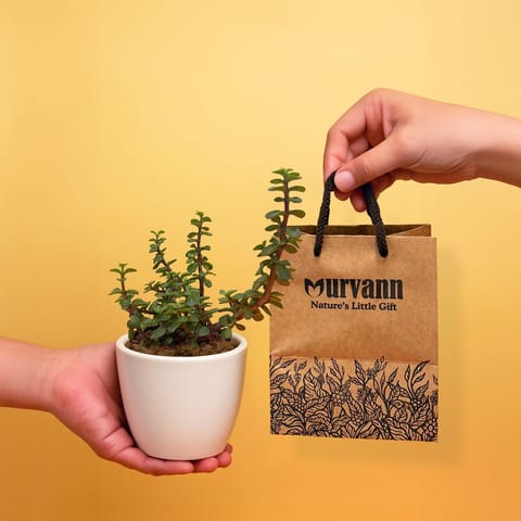 Ready to Gift -  Jade in 4 Inch Classy White Cup Ceramic Pot with Gift Bag