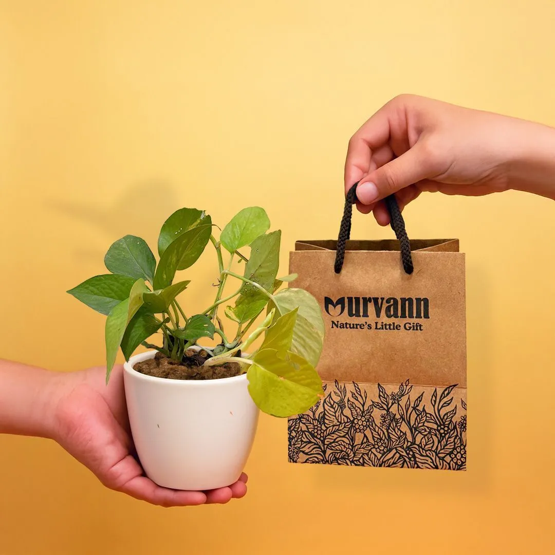 Ready to Gift - Money Plant Green in 4 Inch Classy White Cup Ceramic Pot with Gift Bag