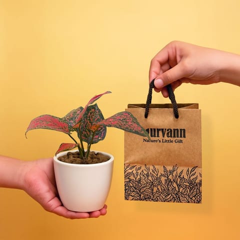 Ready to Gift -  Aglaonema Pink Dalmation in 4 Inch Classy White Cup Ceramic Pot with Gift Bag