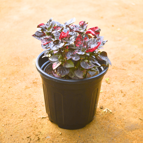 Alternanthera Red in 4 Inch Nursery pot