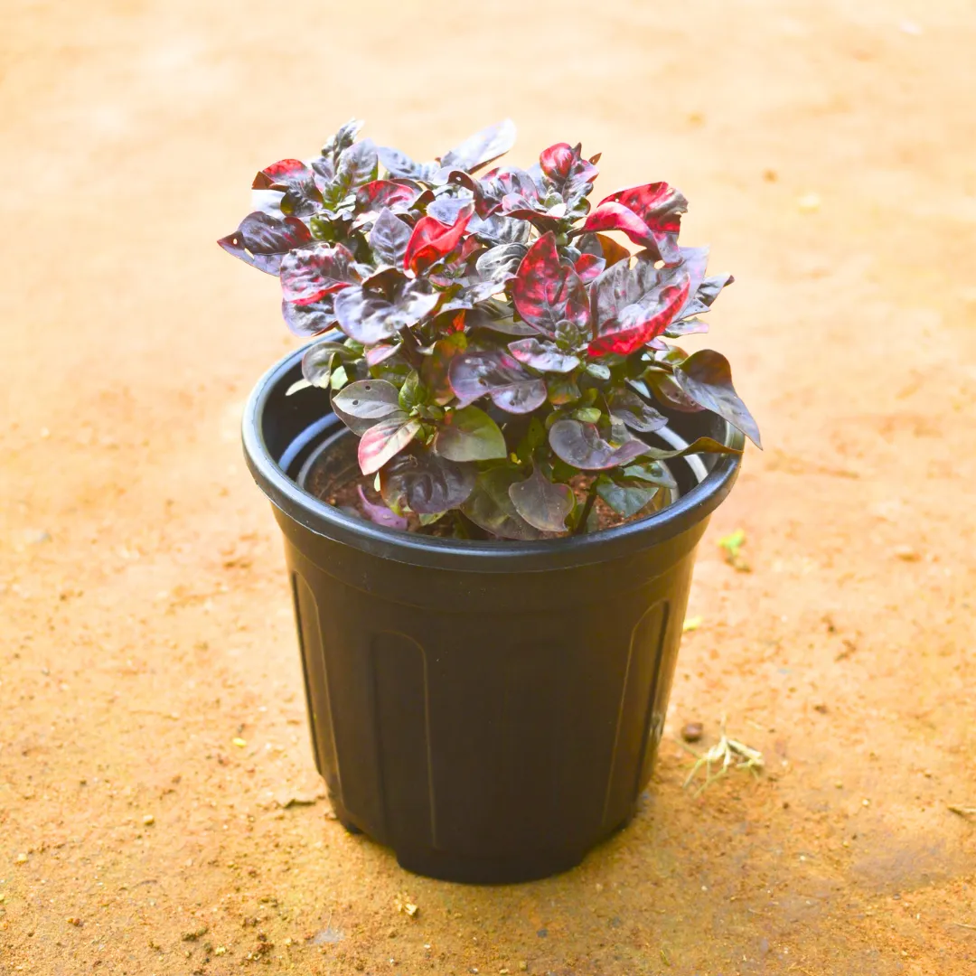 Alternanthera Red in 4 Inch Nursery pot