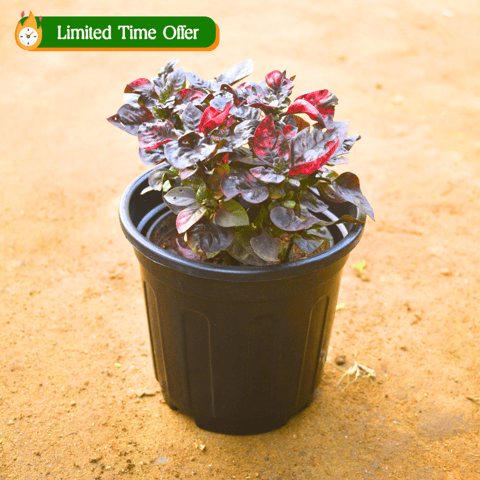 Alternanthera Red in 4 Inch Nursery pot