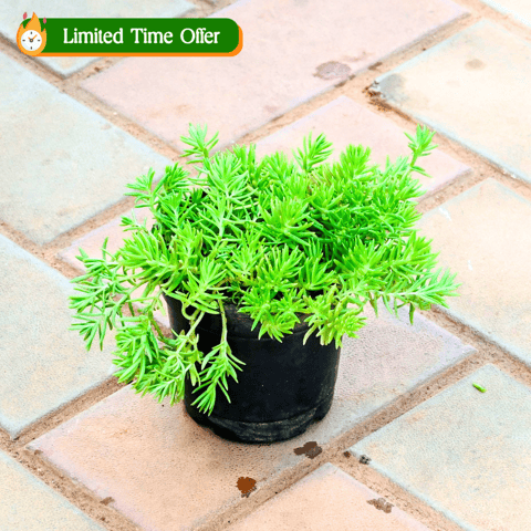 Sedum Green Succulent in 4 Inch Nursery Pot