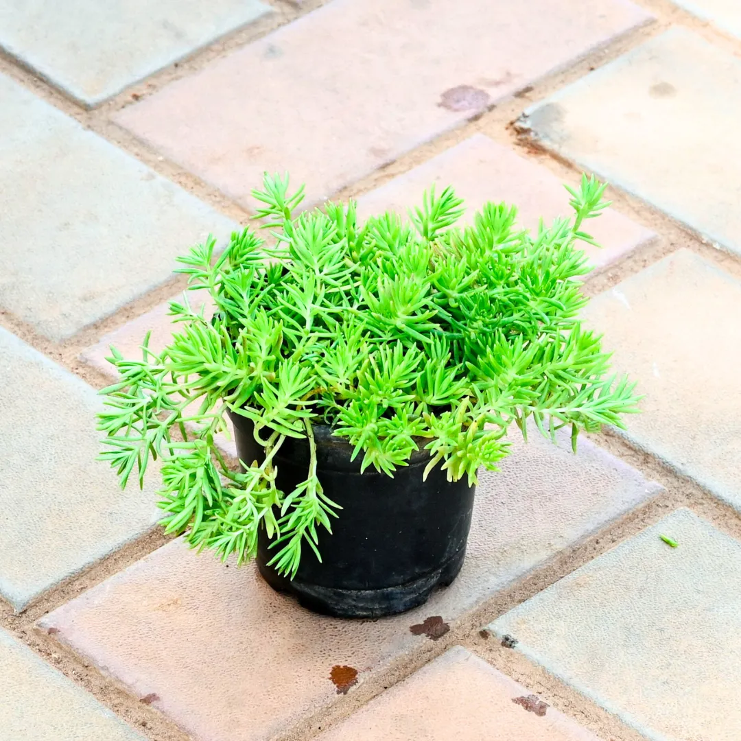 Sedum Green Succulent in 4 Inch Nursery Pot