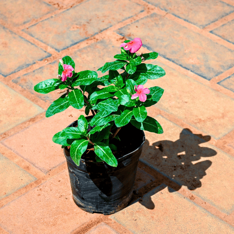 Periwinkle / Sadabahar / Vinca (Any Colour)  in 4 Inch Nursery Pot