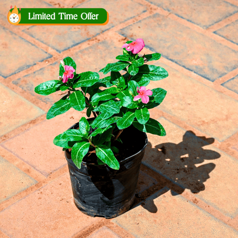 Periwinkle / Sadabahar / Vinca (Any Colour)  in 4 Inch Nursery Pot
