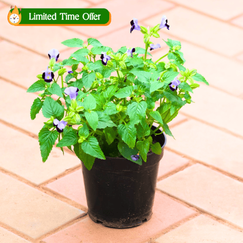 Torenia / Wishbone (any colour) in 5 Inch Nursery Pot