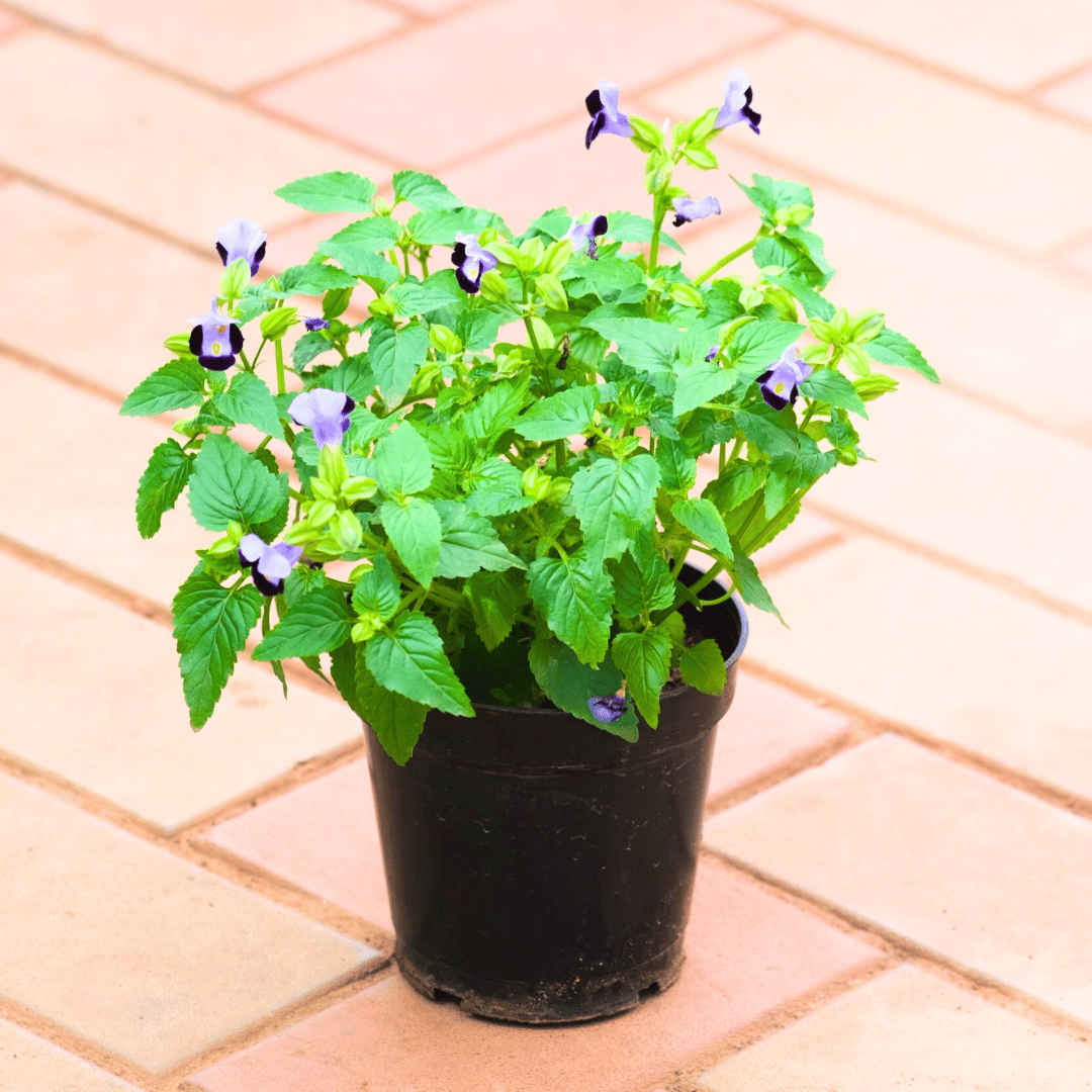 Torenia / Wishbone (any colour) in 5 Inch Nursery Pot