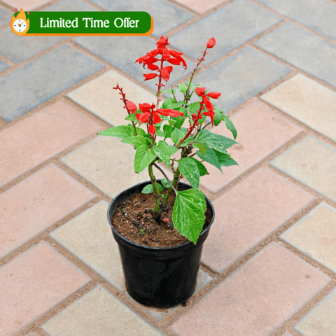Salvia Red in 4 Inch Nursery Pot