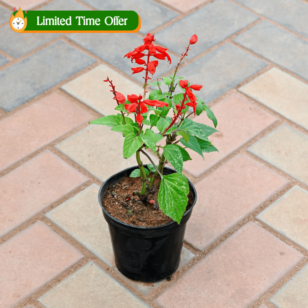 Salvia Red in 4 Inch Nursery Pot