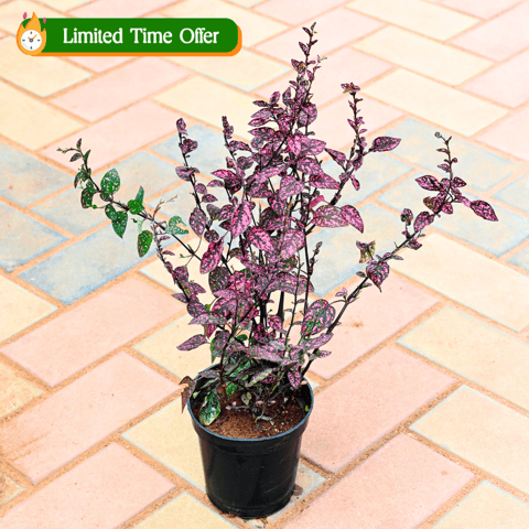 Hypoestes / Polka Dot Red 4 Inch Nursery Pot