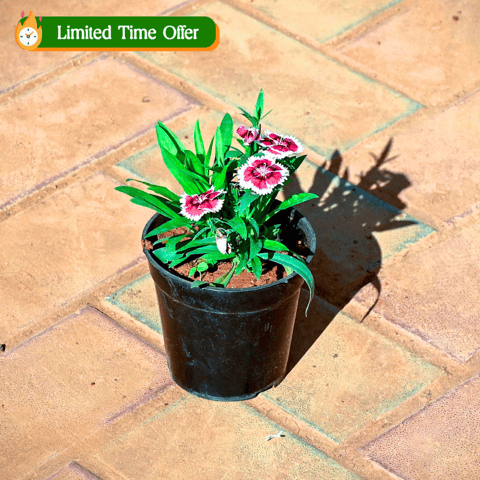 Dianthus (Any Colour) in 4 Inch Nursery Pot
