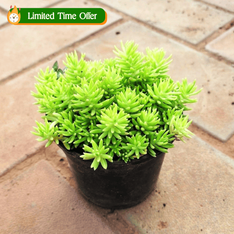 Sedum Yellow Succulent in 3 Inch Nursery Pot
