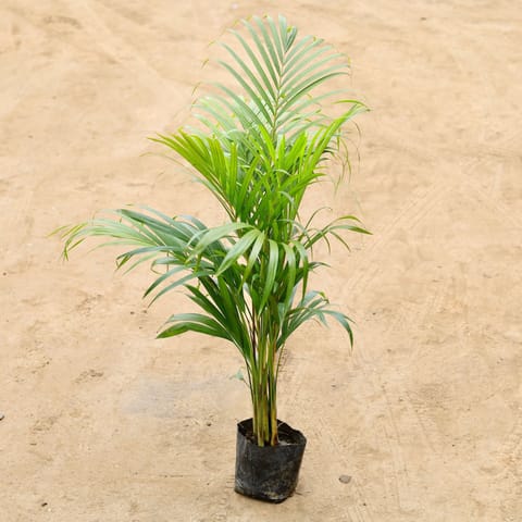 Areca Palm (~ 3 ft) in 6 Inch Nursery Bag