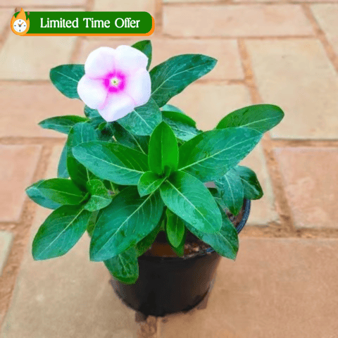 Periwinkle / Sadabahar / Vinca (Any Colour)  in 4 Inch Nursery Pot