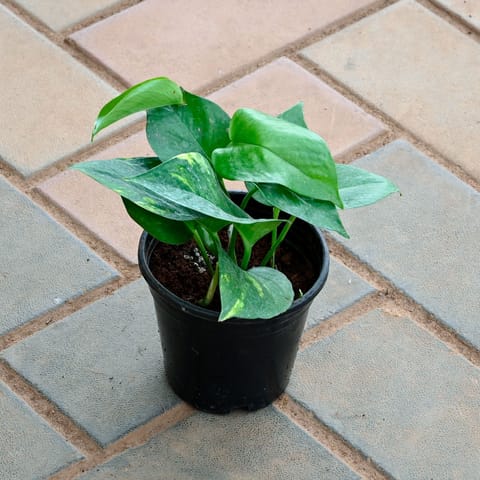 Money Plant Green in 4 Inch Nursery Pot