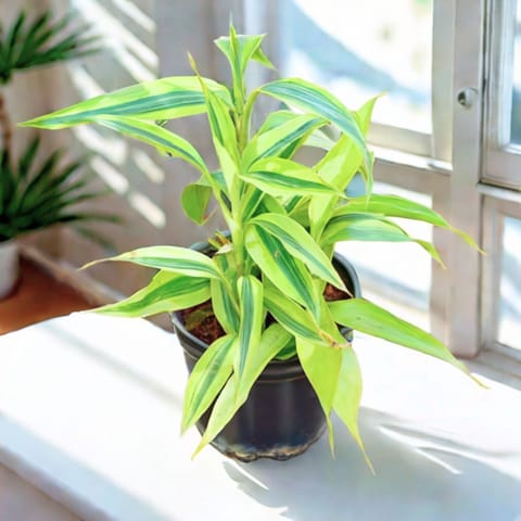 Lucky Bamboo in 4 Inch Nursery Pot