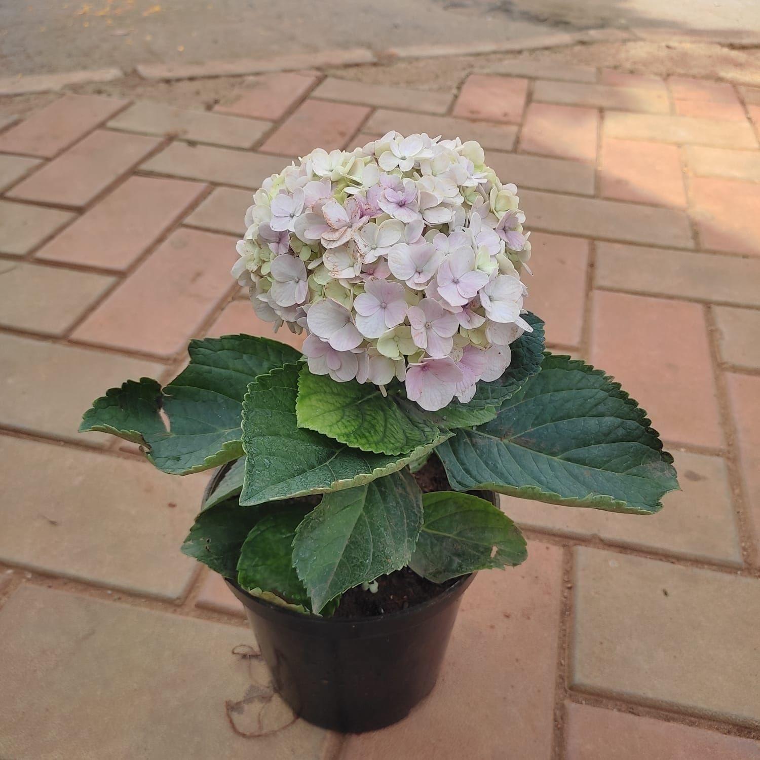 Hydrangea (Any Colour) in 5 Inch Nursery Pot