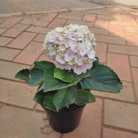 Hydrangea (Any Colour) in 5 Inch Nursery Pot