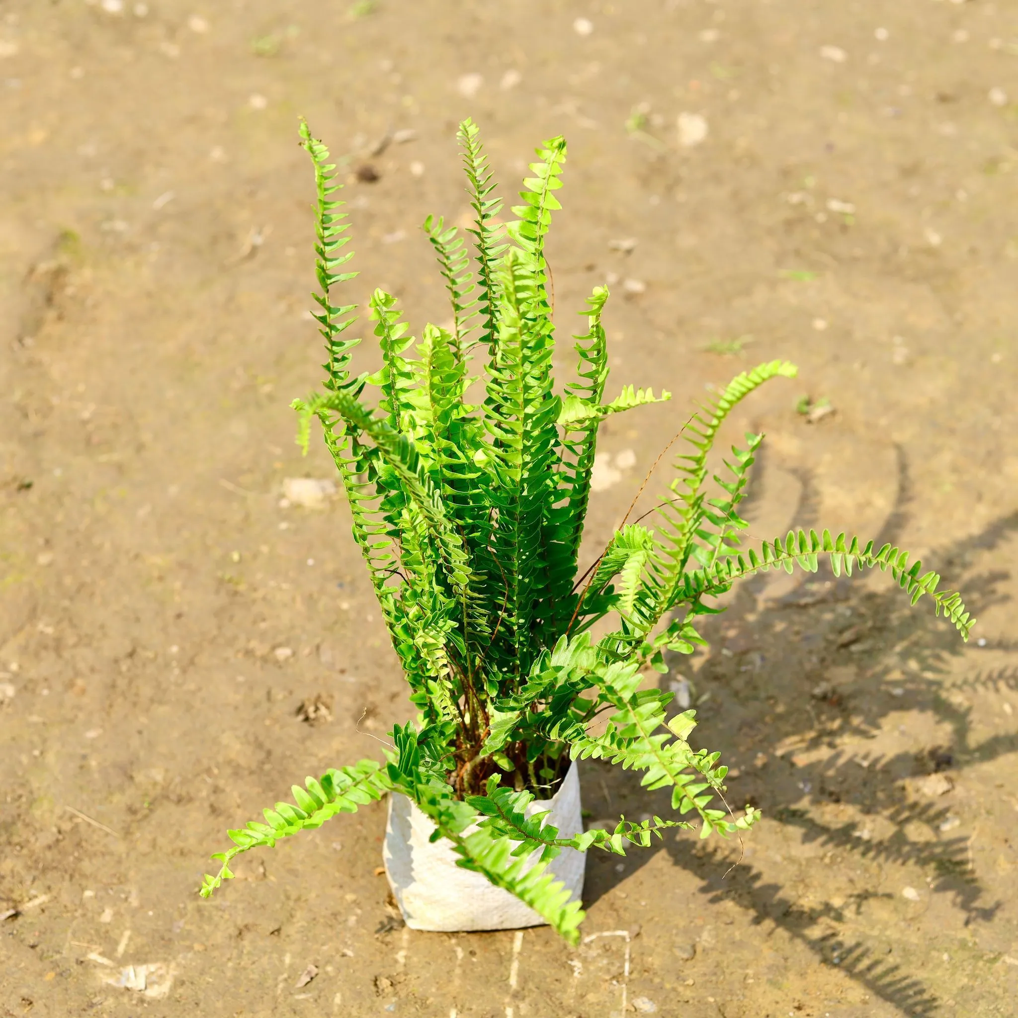 Fern Green in 4 Inch Nursery Bag