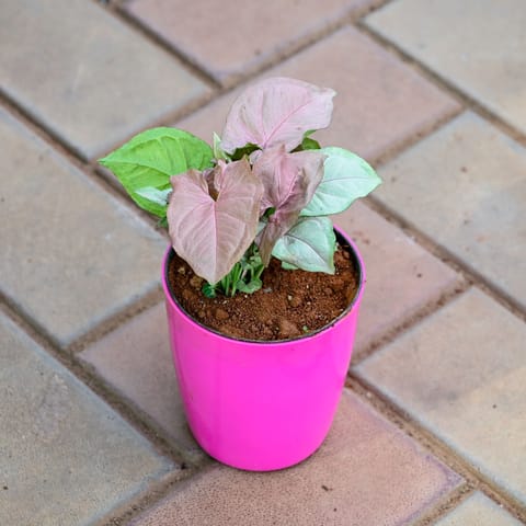 Gift Ready - Syngonium Pink in 5 Inch Premium Sphere Plastic Pot (any colour)