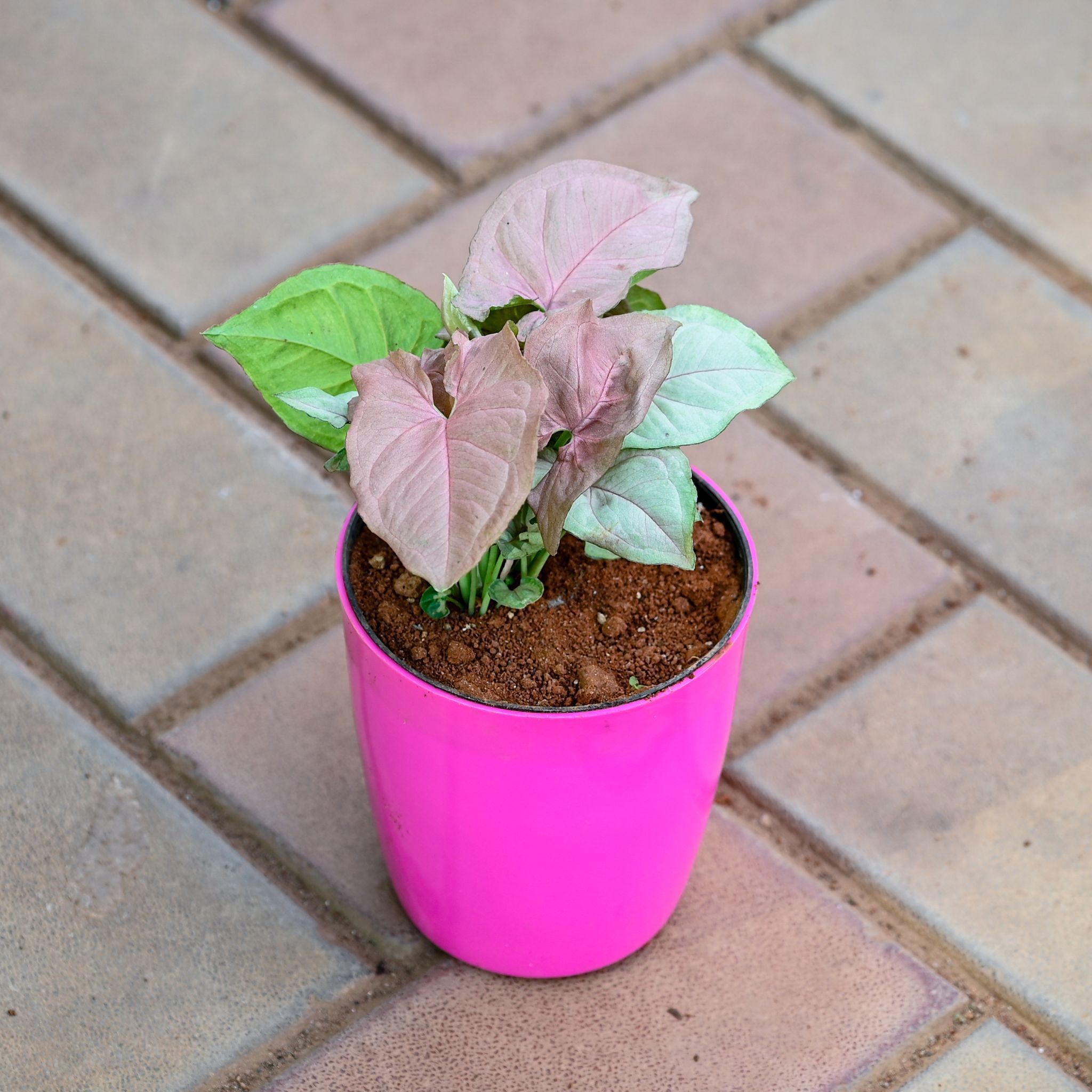 Gift Ready - Syngonium Pink in 5 Inch Premium Sphere Plastic Pot (any colour)