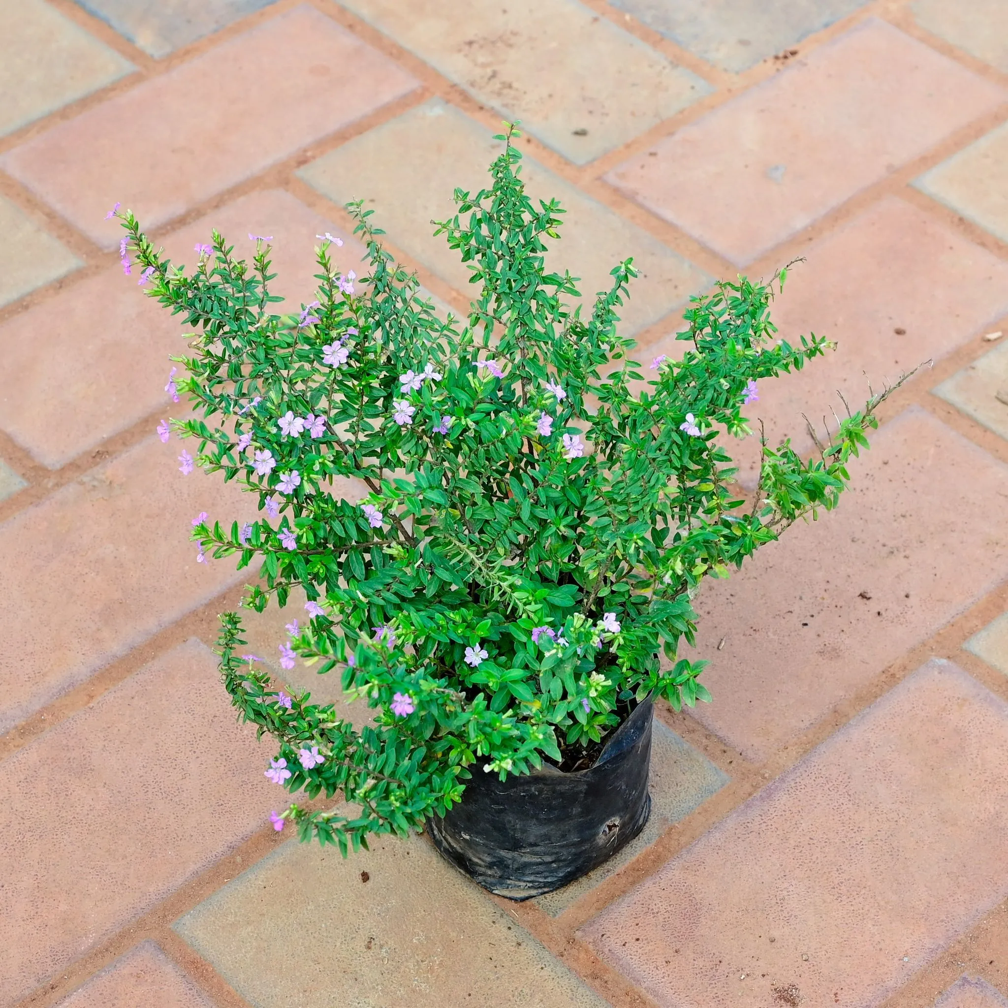 Cuphea / False Heather in 4 Inch Nursery Bag