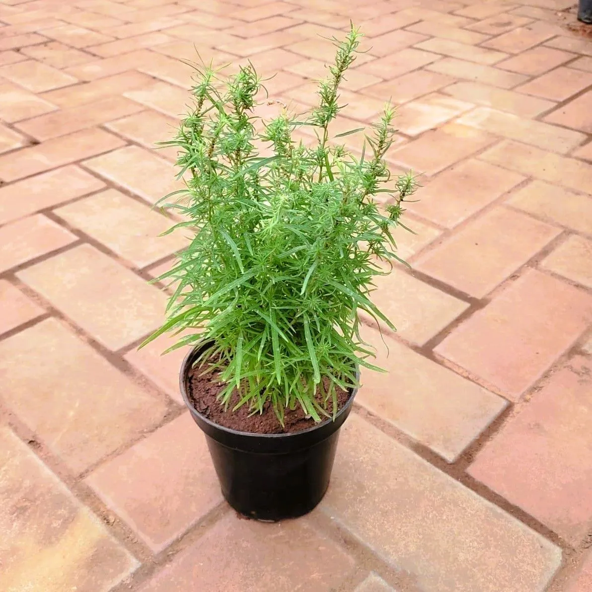 Rosemary in 4 Inch Nursery Pot