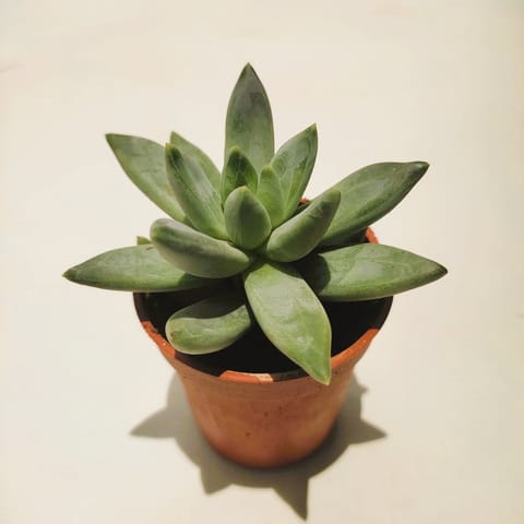 Hookers Moonstone Succulent in 2 Inch Nursery Pot