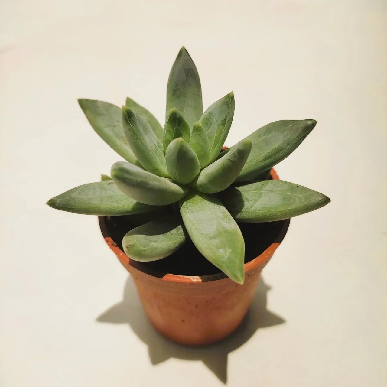 Hookers Moonstone Succulent in 2 Inch Nursery Pot