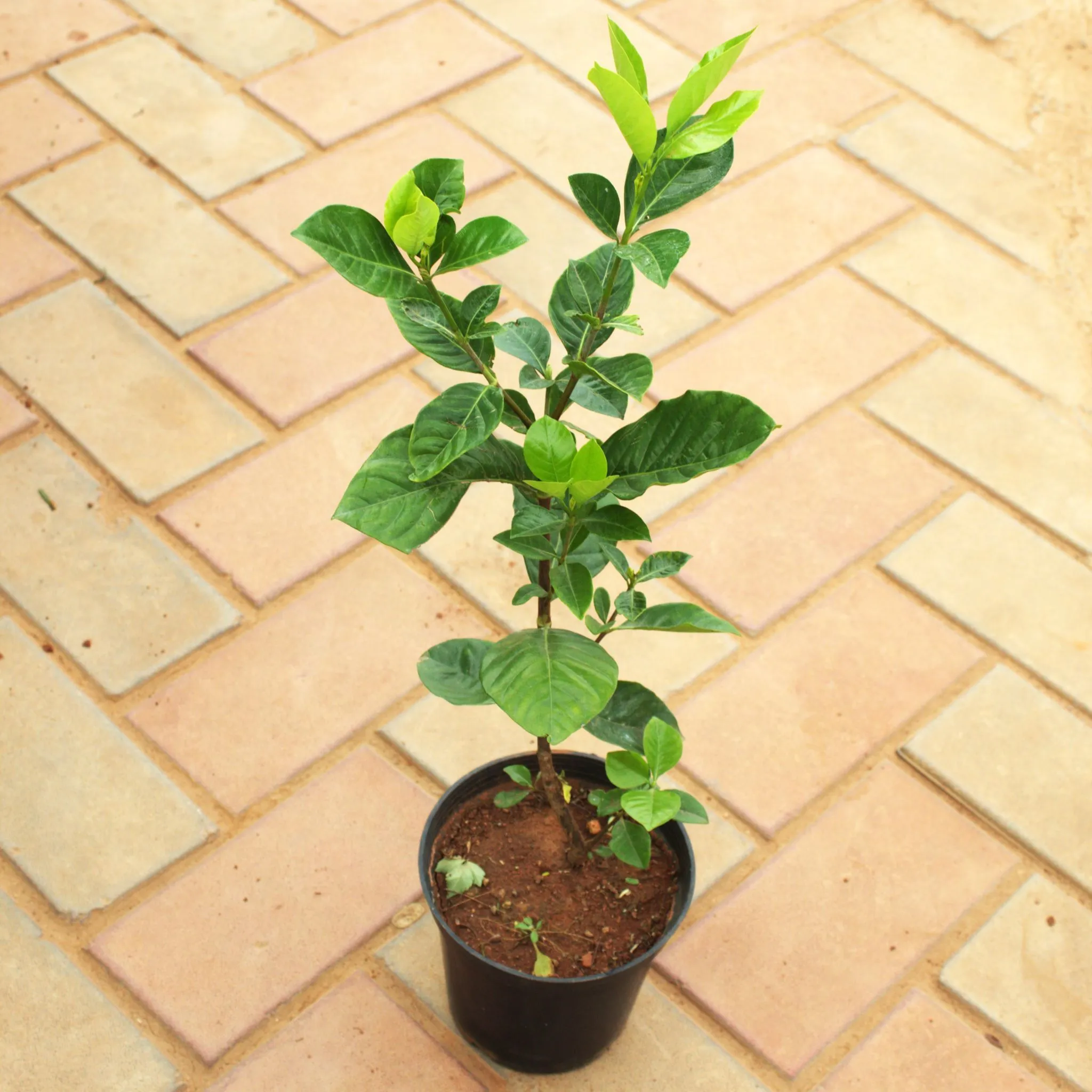 Gandhraaj / Gardenia (Any Colour) in 5 Inch Nursery Pot