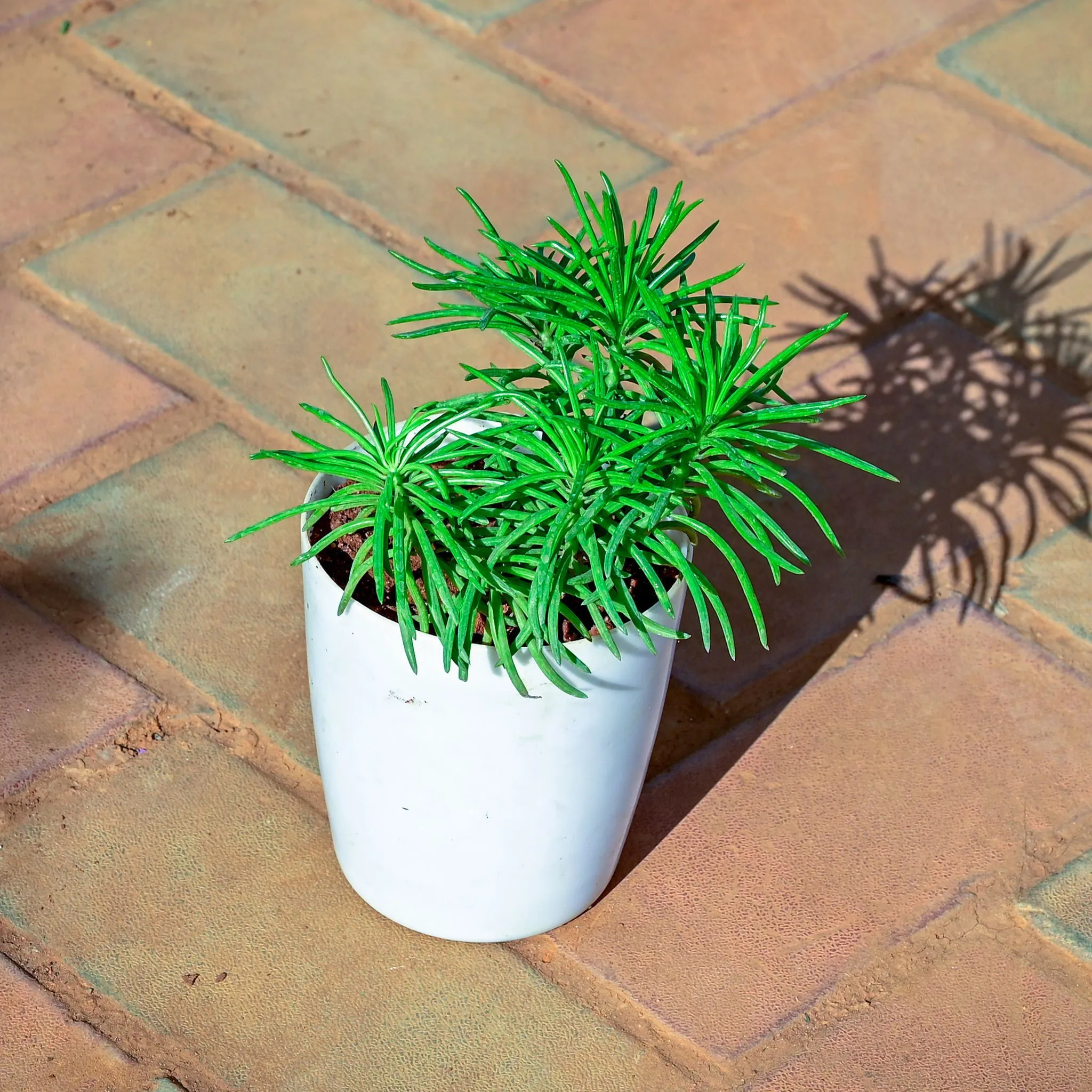 Pine Succulent in 5 Inch White Premium Sphere Plastic Pot