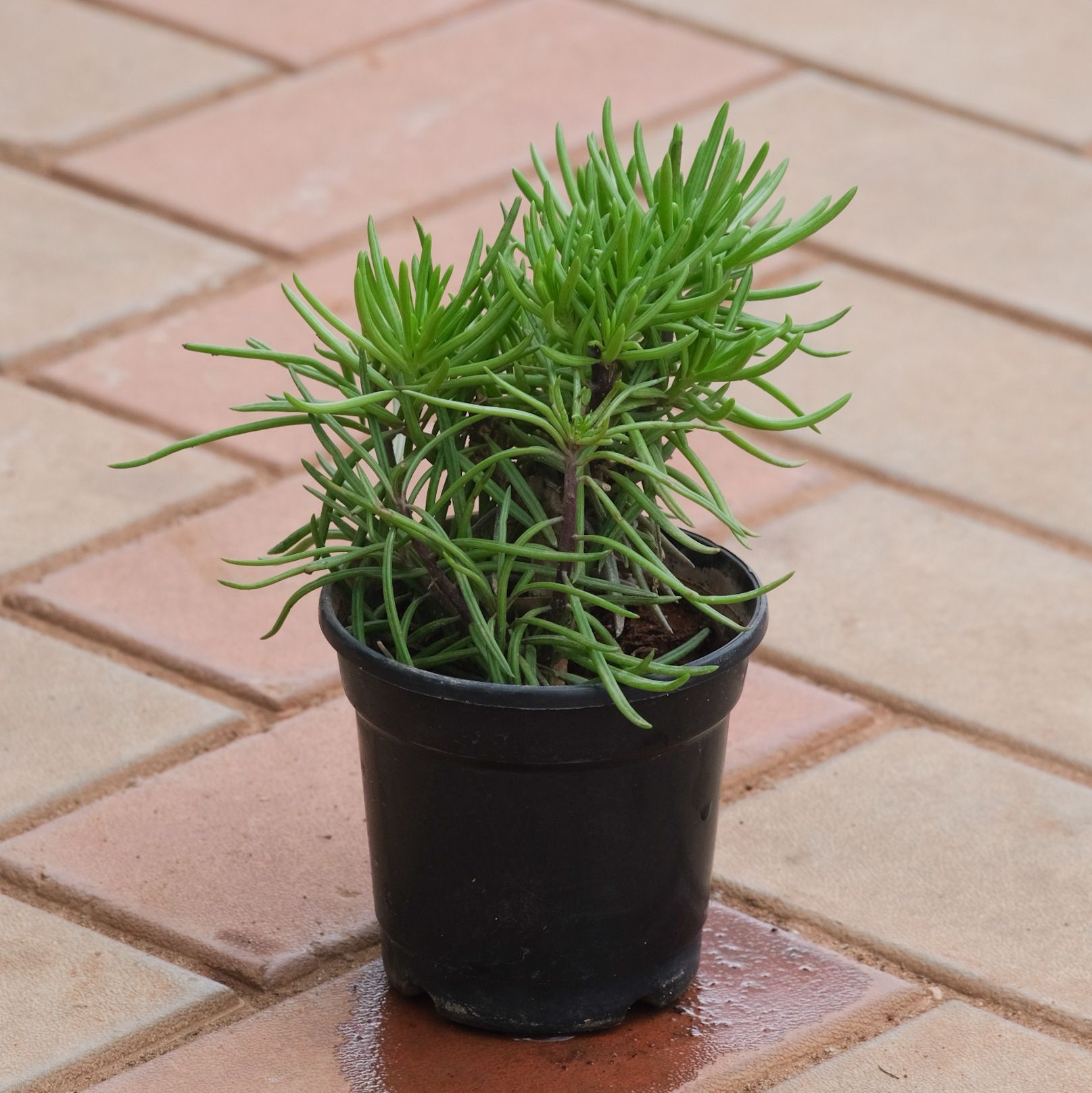Pine Succulent in 4 Inch Nursery Pot