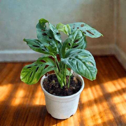 Monstera / Broken Heart in 4 Inch Nursery Pot (any colour)