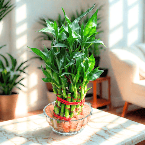 Gift Ready - 2 Layer Lucky Bamboo in 3 Inch Glass Bowl